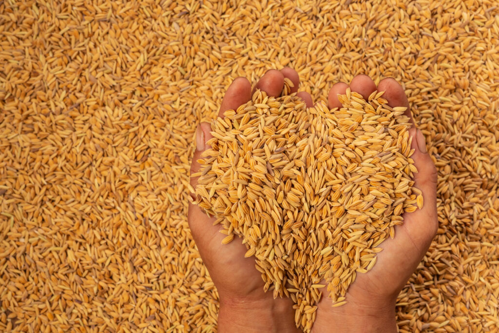 Hands holding paddy grains over a drying bed