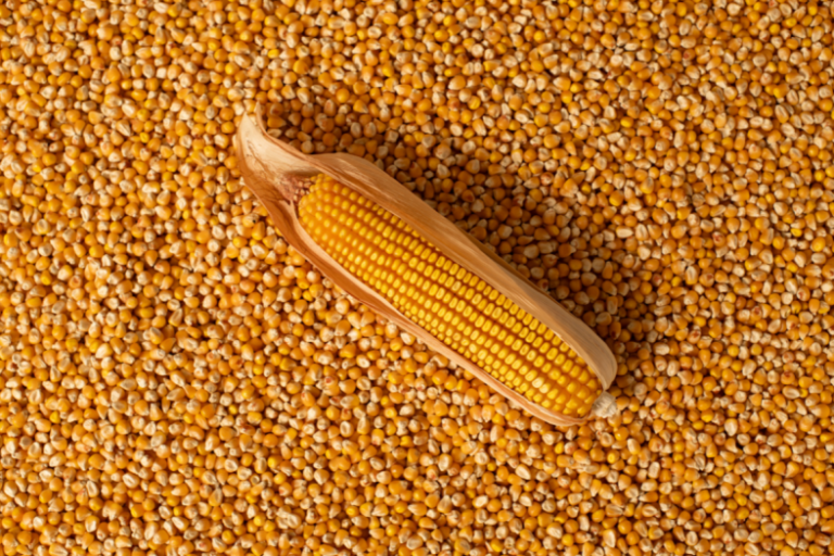 Yellow maize kernels with corn cob