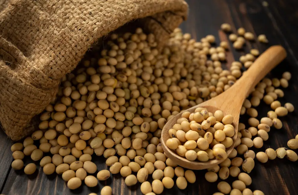 Brazilian soybeans in a jute sack with a wooden spoon