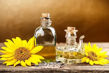 Sunflower and sunflower oil